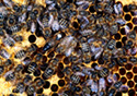 Apis mellifica mellifica carnica